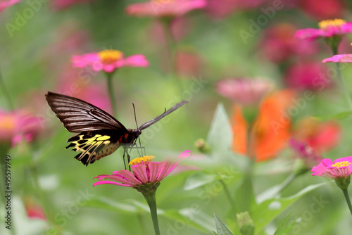 Colorful butterfly insect animal flying on beautiful bright zinnia flower field summer garden,  wildlife in nature backgroung. © Stella