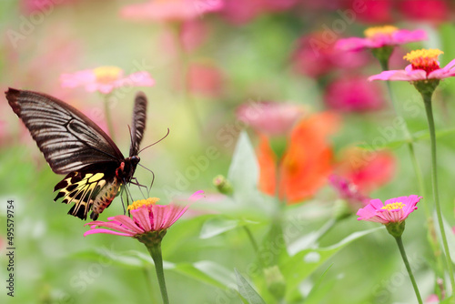 Colorful butterfly insect animal flying on beautiful bright zinnia flower field summer garden, wildlife in nature backgroung.