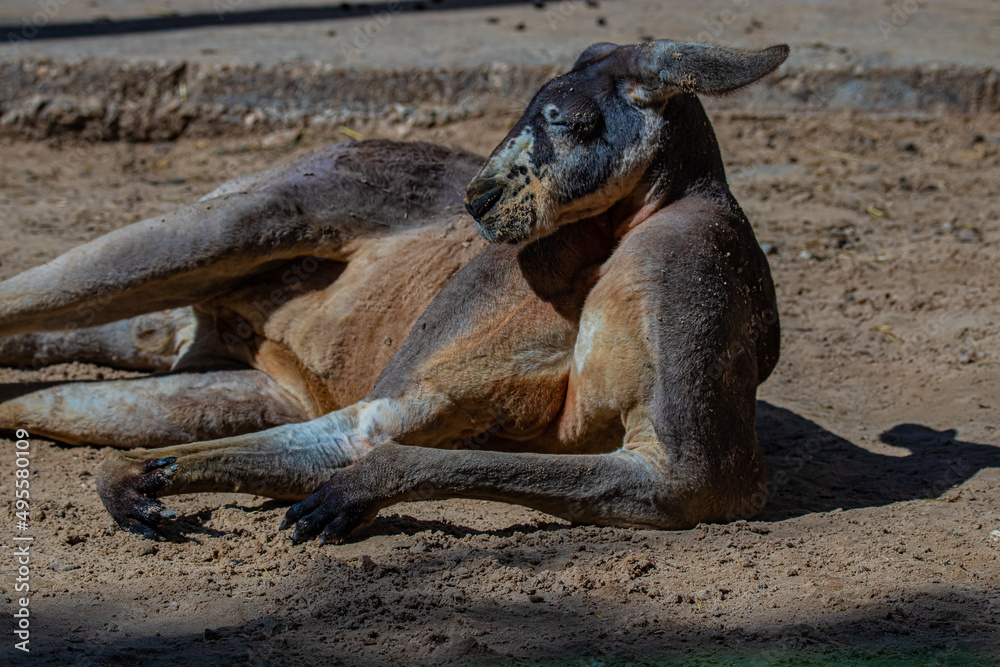 Fototapeta premium kangaroo lies in the sand