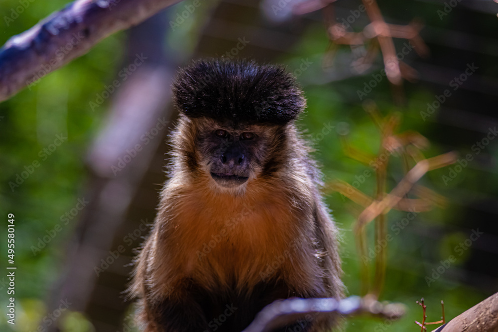 Fototapeta premium portrait brown monkey close-up of head