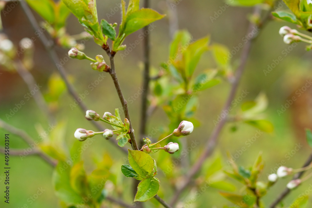 White blossoming apple tree. Spring season, spring colors.Large branch with white and pink apple tree flowers in a garden in a sunny spring day, White blossoming apple tree. Spring season, spring colors.Large branch with white and pink apple tree flowers in a garden in a sunny spring day,