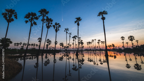 landscape silhouette palm trees water sunrise reflection winter.