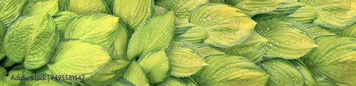 Fotografie Green and yellow wet hosta leaves panoramic nature background
