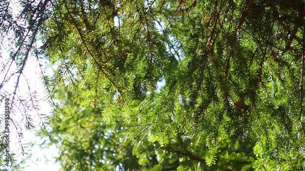 The green coniferous tree twig swaying in the wind. A lot of insects fly among the branches. Summer forest footage. Close up. The green coniferous tree twig swaying in the wind. A lot of insects fly among the branches. Summer forest footage. Close up.