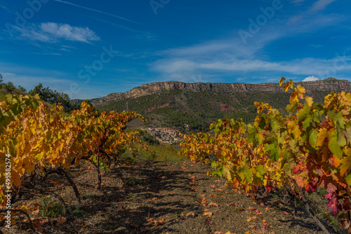 Wine plants in autumn colors at the vineyards in Priorat, Tarragona, Catalonia Spain