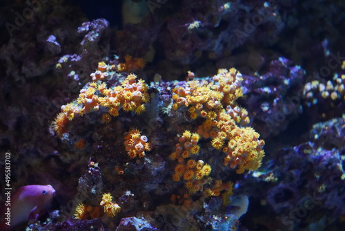 Fototapeta Naklejka Na Ścianę i Meble -  Tubastraea　サンゴ　サンゴ礁　海中　水族館　Sun Coral