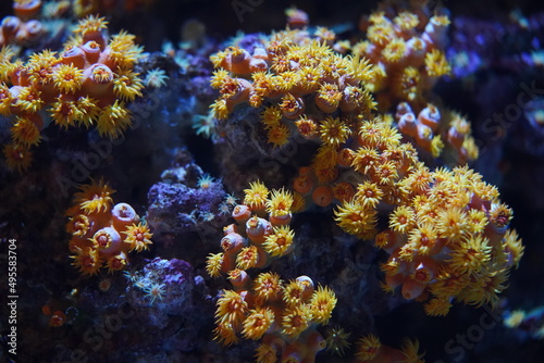 Tubastraea サンゴ サンゴ礁 海中 水族館 Sun Coral