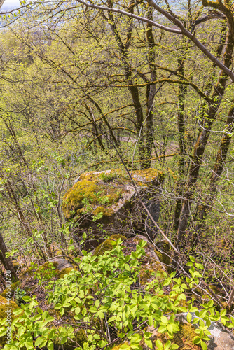 Lush green forest at spring with rocks