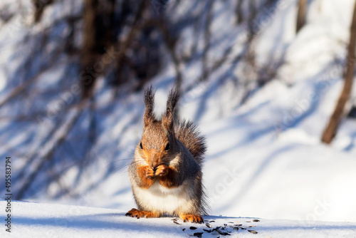 A cute forest fluffy squirrel in the winter forest sits on the snow gnawing seeds.  photo