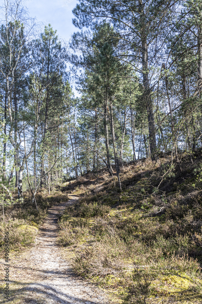 Fototapeta premium forest in the forest