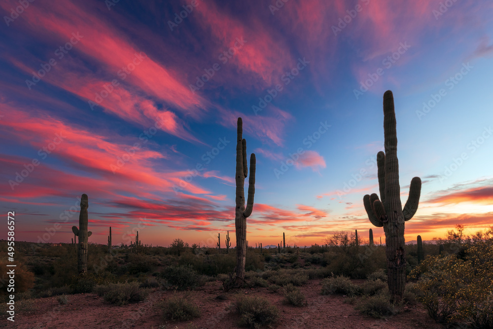 Arizona sunset sky with Saguaro Cactus in the desert