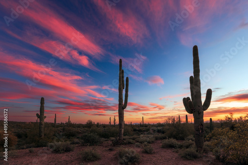 Arizona sunset sky with Saguaro Cactus in the desert