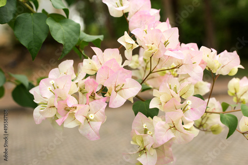 Blooming bougainvillea background. Light pink flowers.