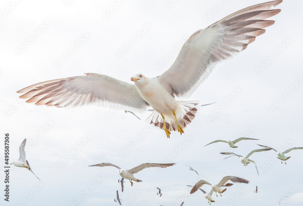 Fototapeta premium Seagulls Flying