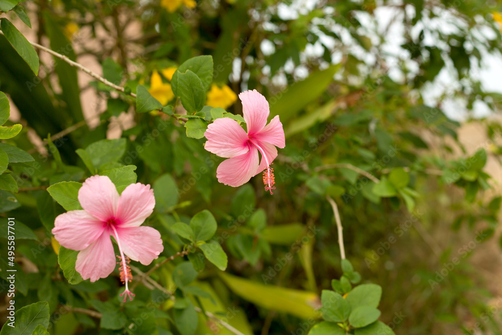 Pink macro hibiscus flower on blur green leaves background. Pink macro hibiscus flower on blur green leaves background.
