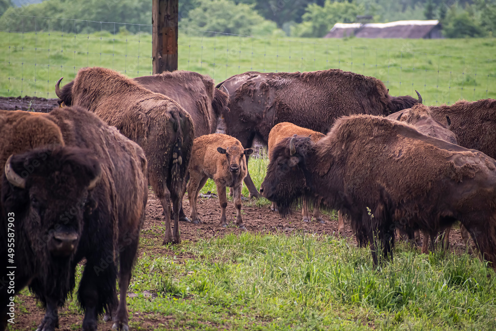 Bisons grazing in a wildlife farm. Large adult mammals and small bright brown calf in a farm in Lithuania. Selective focus on the details, blurred background.