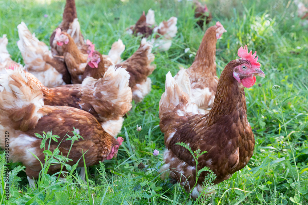 Fototapeta premium many healthy layer hens walking in green grass on a farm