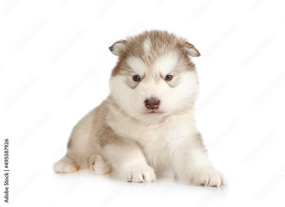 Small Alaskan Malamute puppy isolated on a white background