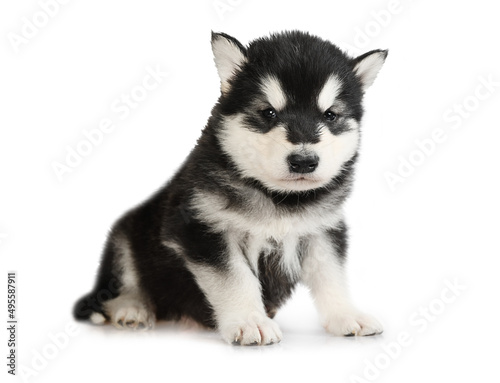 Black and white Alaskan Malamute puppy isolated on a white background