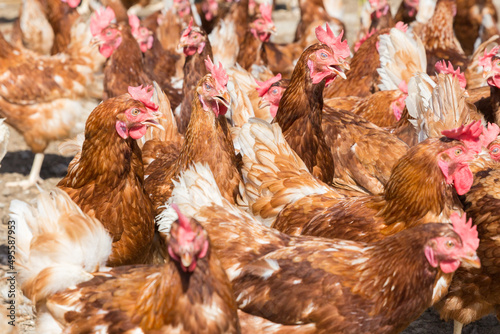 many healthy laying hens in sunlight on a farm