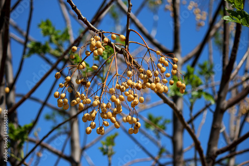 Fruit of Melia azedarach tree-chinaberry tree photo