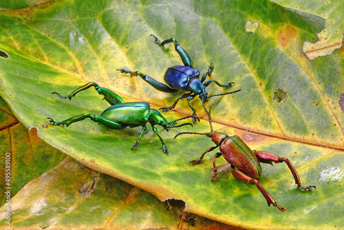 Beetle : Frog-legged beetles or leaf beetles (Sagra femorata) in tropical forest of Thailand. One of world most beautiful beetles with iridescent metallic colors. Selective focus photo