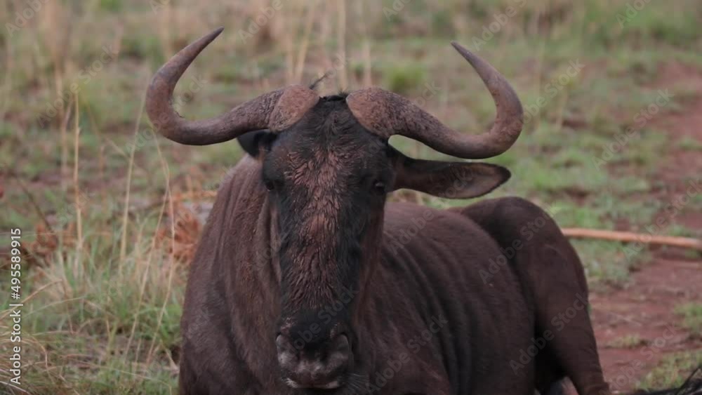Close up of wildebeest laying in field chewing. Close up of wildebeest laying in field chewing.