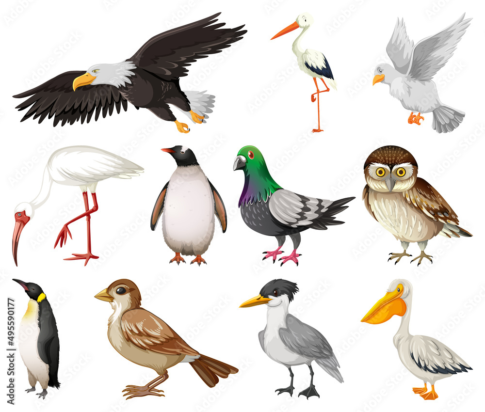 Fototapeta premium Different kinds of birds collection