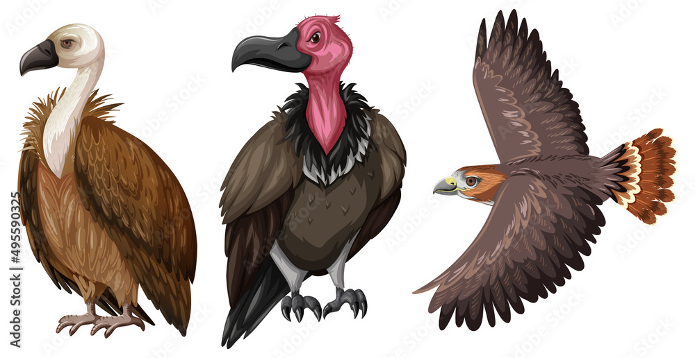 Fototapeta Set of hawk or vulture in cartoon style