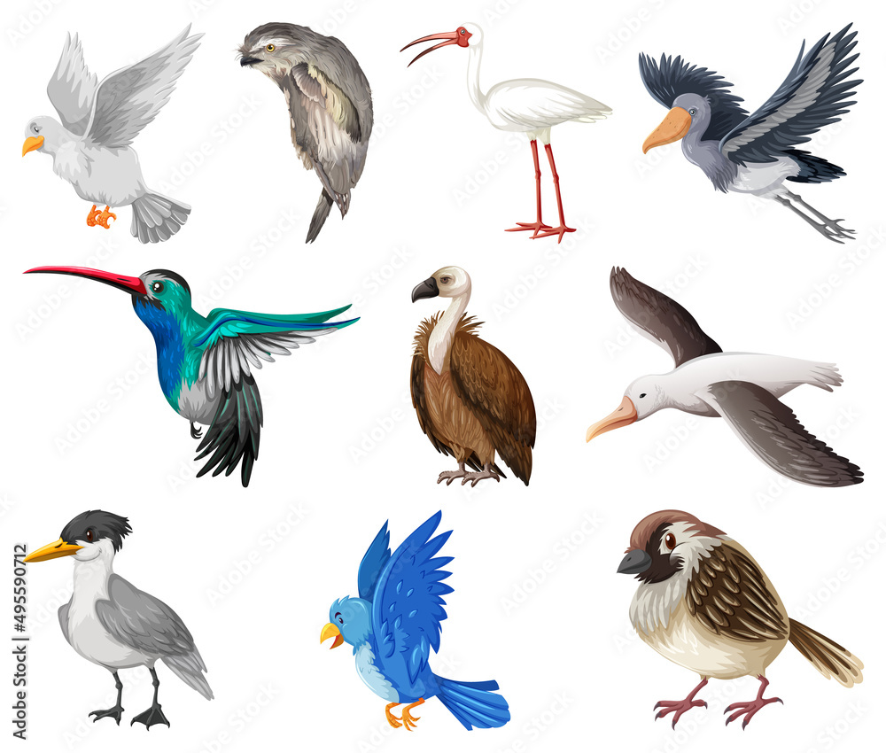 Different kinds of birds collection Different kinds of birds collection