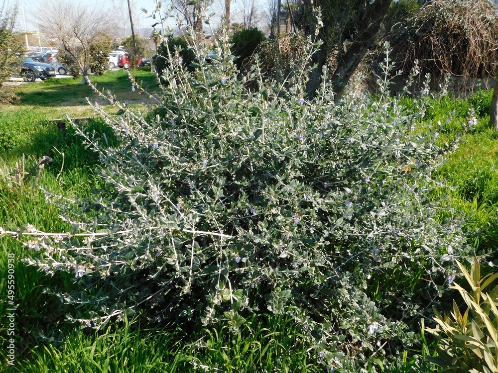 Fototapeta premium Shrubby germander, or Teucrium fruticans plant