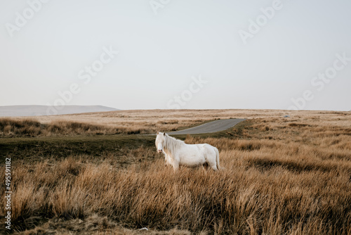 wild horse in the countryside with road