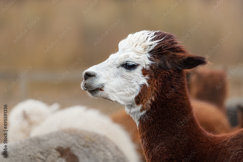 Funny alpaca on a windy day. South American camelid. Funny alpaca on a windy day. South American camelid.