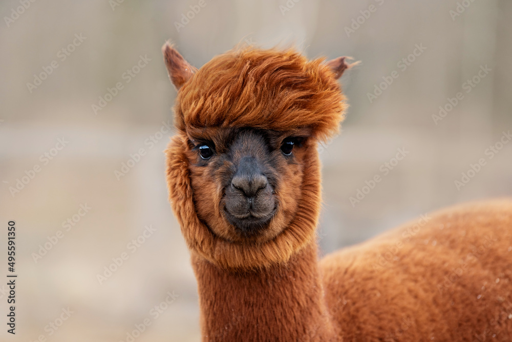Funny alpaca on a windy day. South American camelid.