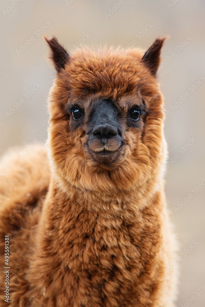 Lovely baby alpaca. South American camelid.