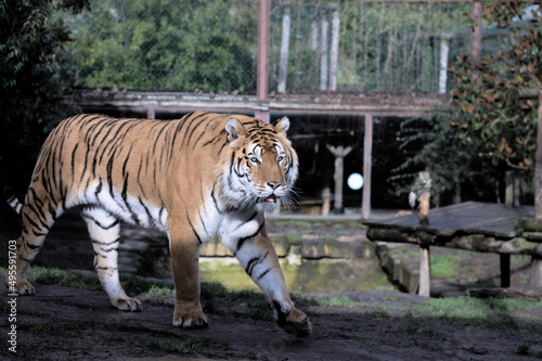 tiger in the zoo