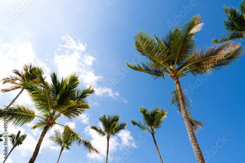 Beautiful tropical coconut trees against a blue clear sky. The concept of travel and paradise vacation