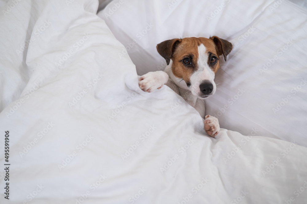 Jack Russell Terrier dog lies in bed under the covers. The pet sleeps in the bedroom. Jack Russell Terrier dog lies in bed under the covers. The pet sleeps in the bedroom.