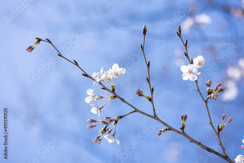 봄 벚꽃 개화