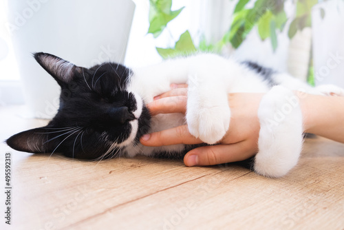 Black cat with white mustache hugging child's hand in dream. Pet care and love concept. Unusual coat color of cat.