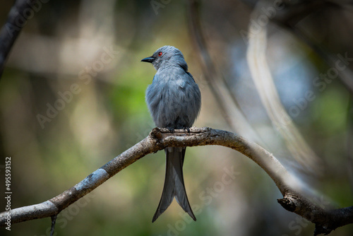 light and shadow bird photo