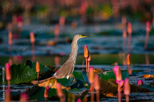 bird in the water