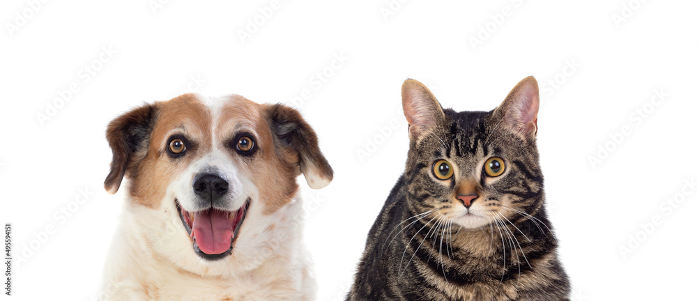 Fototapeta premium Cat and dog looking in the camera