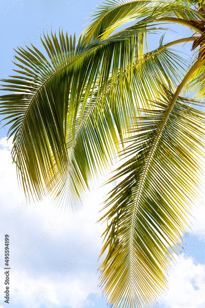 Close-up of palm leaves against a blue sky with clouds. Close-up of palm leaves against a blue sky with clouds.