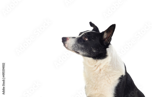 Black and white dog isolated on a white background © Gelpi