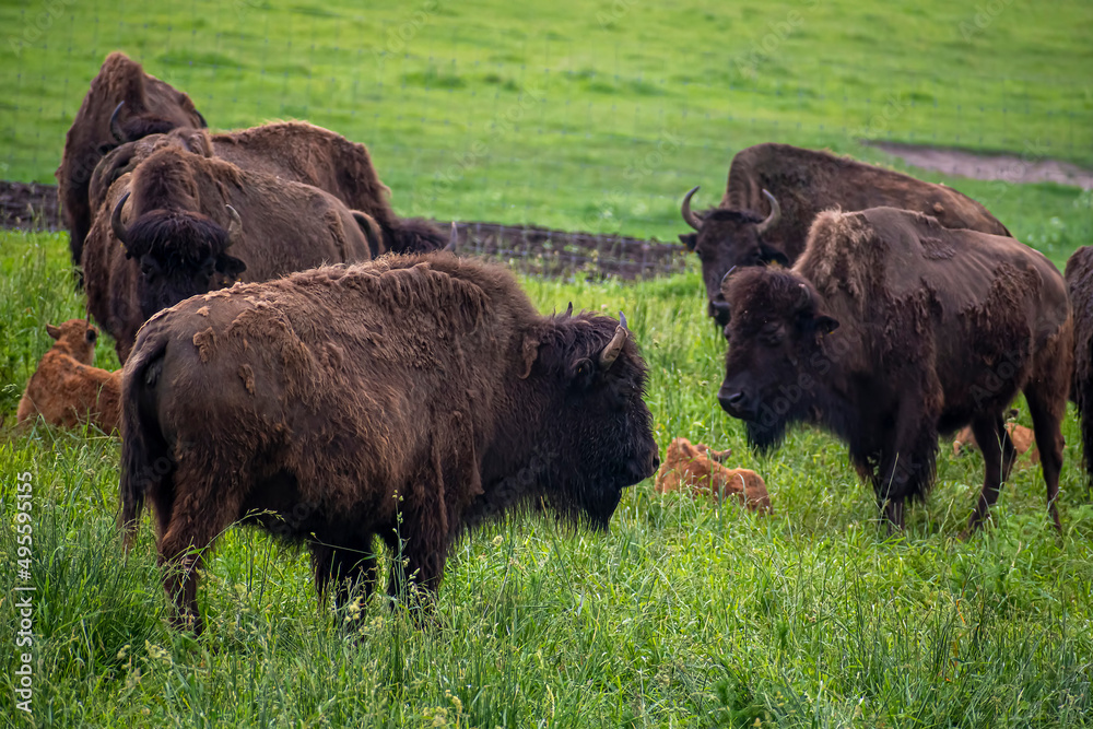 Large bisons grazing in a field. Dark brown giant mammal family in a farm in Lithuania. Green meadow and wildlife. Selective focus on the details, blurred background. Large bisons grazing in a field. Dark brown giant mammal family in a farm in Lithuania. Green meadow and wildlife. Selective focus on the details, blurred background.
