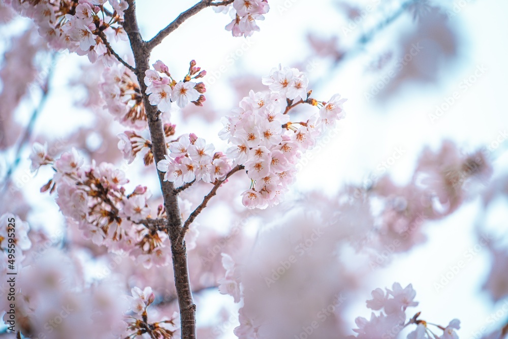 Japanese Sakura or Cherry Blossoms Japanese Sakura or Cherry Blossoms