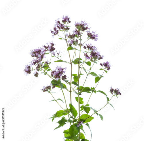 Sprigs of flowering  Oregano (Origanum vulgare) with green leaves isolated on a white background. Selective focus