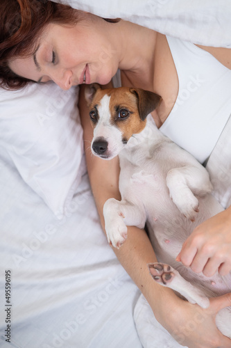 Jack Russell Terrier dog lies in an embrace with the owner in bed. 