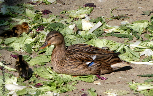 Mallard with its young in the park